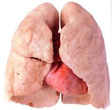 lungs