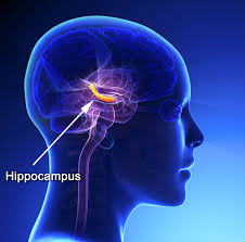 hippocampus