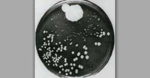 alexander-fleming-petri-dish-penicillin